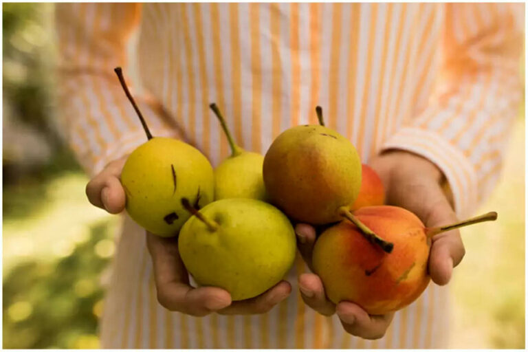 Diabetes: नाशपाती और सेब खाने से मधुमेह को नियंत्रित किया जा सकता है, ये फल ब्लड शुगर को भी नियंत्रित करते हैं