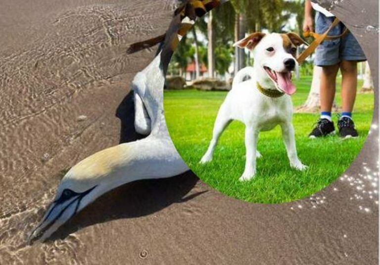 Bird Flu: जानवरों से हैं प्यार तो हो जाएं सावधान, पालतू जानवरों से फैल सकता है ‘बर्ड फ्लू’