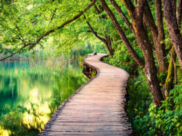 Forest Travel Places