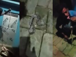 deoria snake viral video