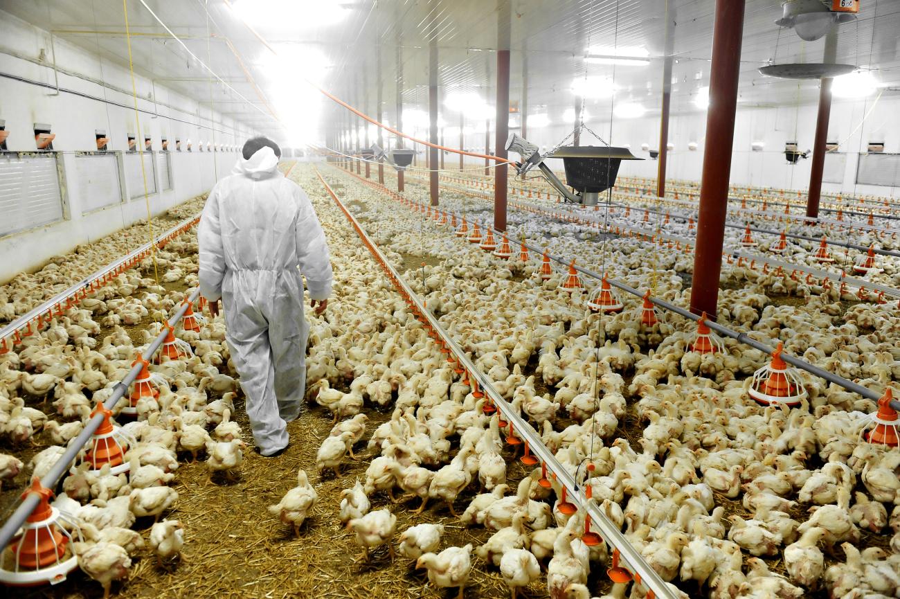 Bird Flu