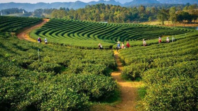 City Of Tea In India
