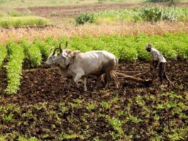 government-is-strict-regarding-pm-kisan-yojana-do-not-make-this-mistake-legal-action-will-be-taken