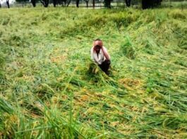 pradhan-mantri-fasal-bima-yojana-toll-free-number-for-farmers-insurance-claim-status