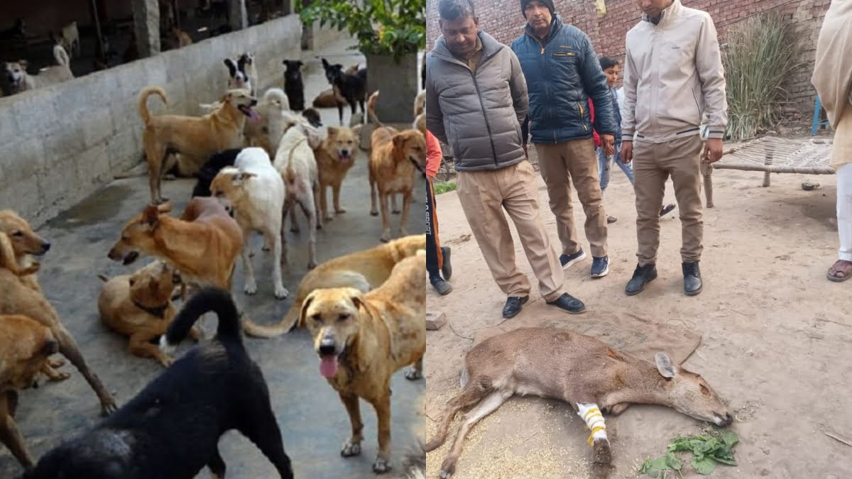 dog attacks deer in shamli