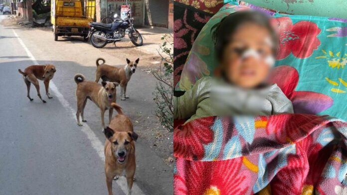 Shamli Dog Attack