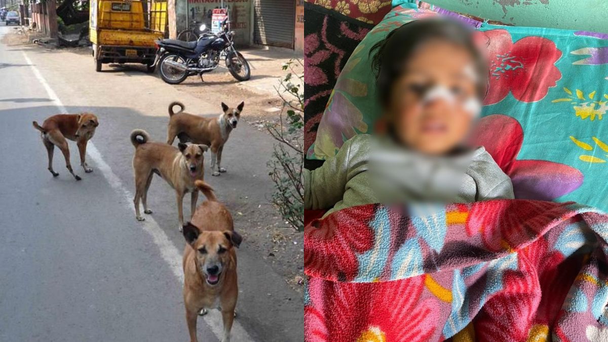Shamli Dog Attack