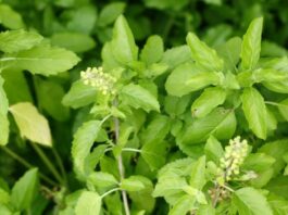Benefits Of Tulsi Plant