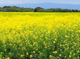 rabi-season-of-2023-24-the-area-under-mustard-crop-may-increase-by-5-to-100-39-lakh-hectares