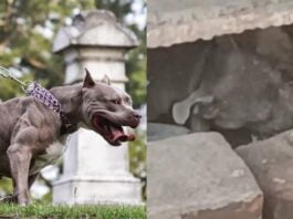 Jhansi : Pitbull attacks street dog, chews its jaw to death!