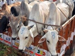 Kanpur : पुलिस और गोकशों के बीच मुठभेड़, 2 तस्कर गिरफ्तार!