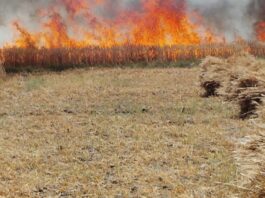 one-thousand-bighas-of-wheat-crop-burnt-to-ashes-due-to-fire-in-kanpur