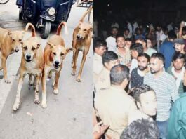Kanpur Dog Attack: Stray dogs attacked two children, one died, the other was in critical condition, an atmosphere of anger among the people.