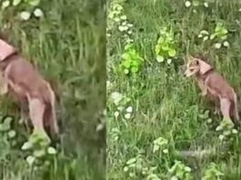 bahraich, bahraich Wolf