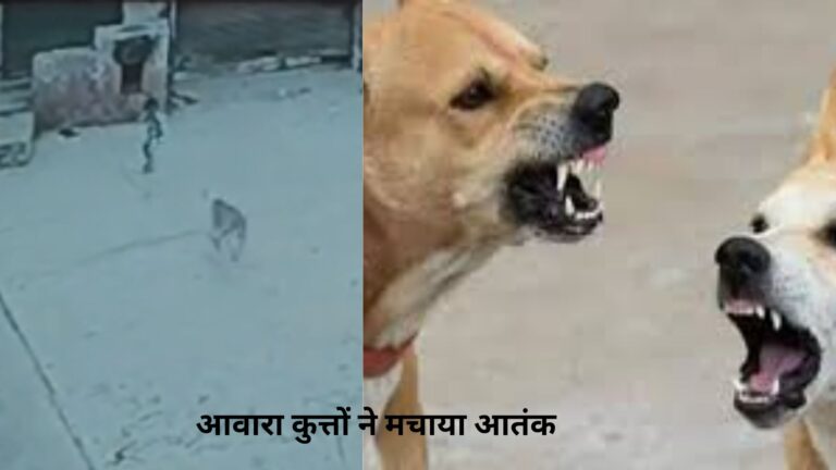 Amorha :आवारा कुत्तों का आतंक जारी, मासूम पर जानलेवा हमला, सीसीटीवी में कैद