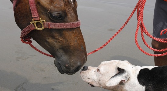 Pitbull Chasing Horse