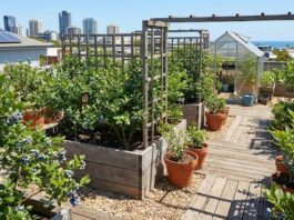 घर पर उगाएं महंगी ब्लूबेरी बेहद आसान तरीके से, बस इन 5 स्टेप्स को अपनाएं और बालकनी में पाएं ताजे फल