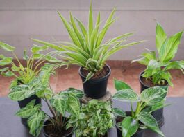 Indoor Plants Care Tips: इनडोर पौधों को हरा-भरा रखने के लिए अपनाएं सही पोटिंग मिक्स के आसान उपाय
