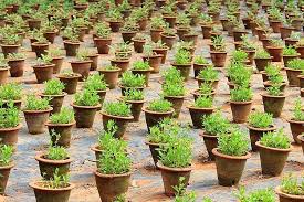 65 lakh saplings in Bijnor