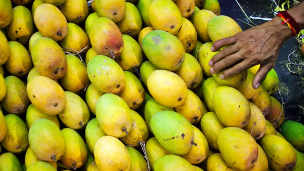 Mango Food Poisoning