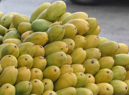 Malihabadi Dasheri Mango