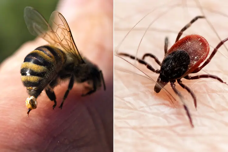 Dangerous Insects Bite