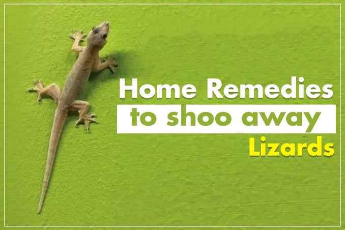 Lizard Home Remedies