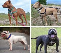 Noida Pitbull Society Protest