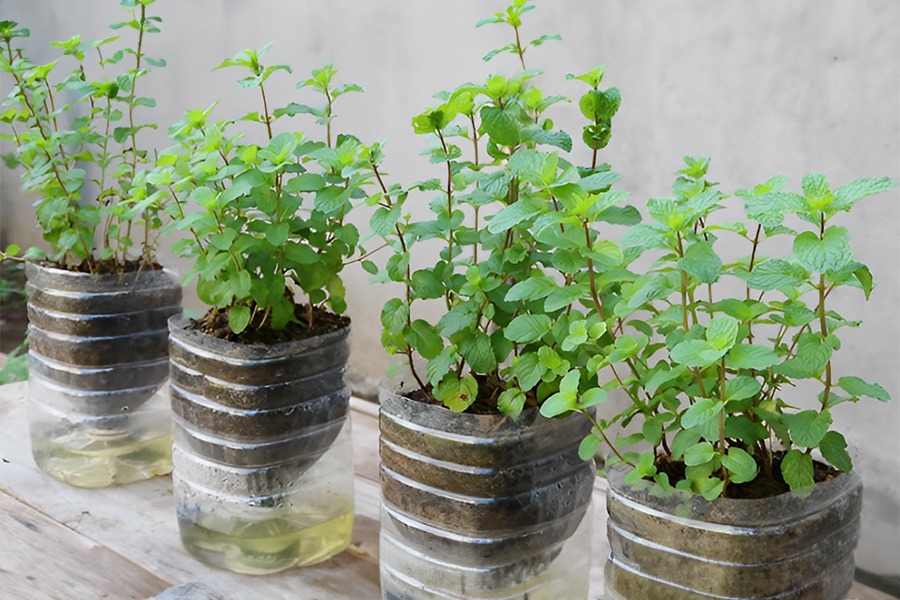 Sawan auspicious plants Vastu