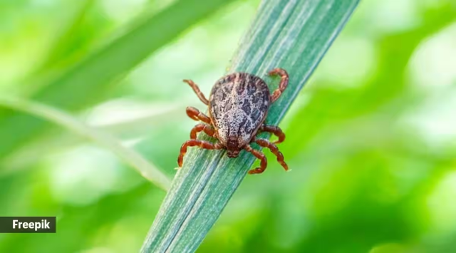 scrub-typhus-1
