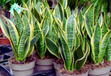 Plant Vastu Rules: सावन में भूलकर भी घर में न लगाएं ये पौधे, वास्तु के अनुसार बढ़ सकती है नकारात्मक ऊर्जा