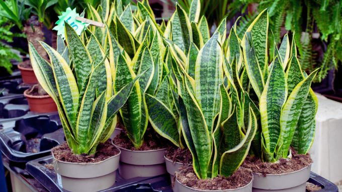 snake-plant-vastu
